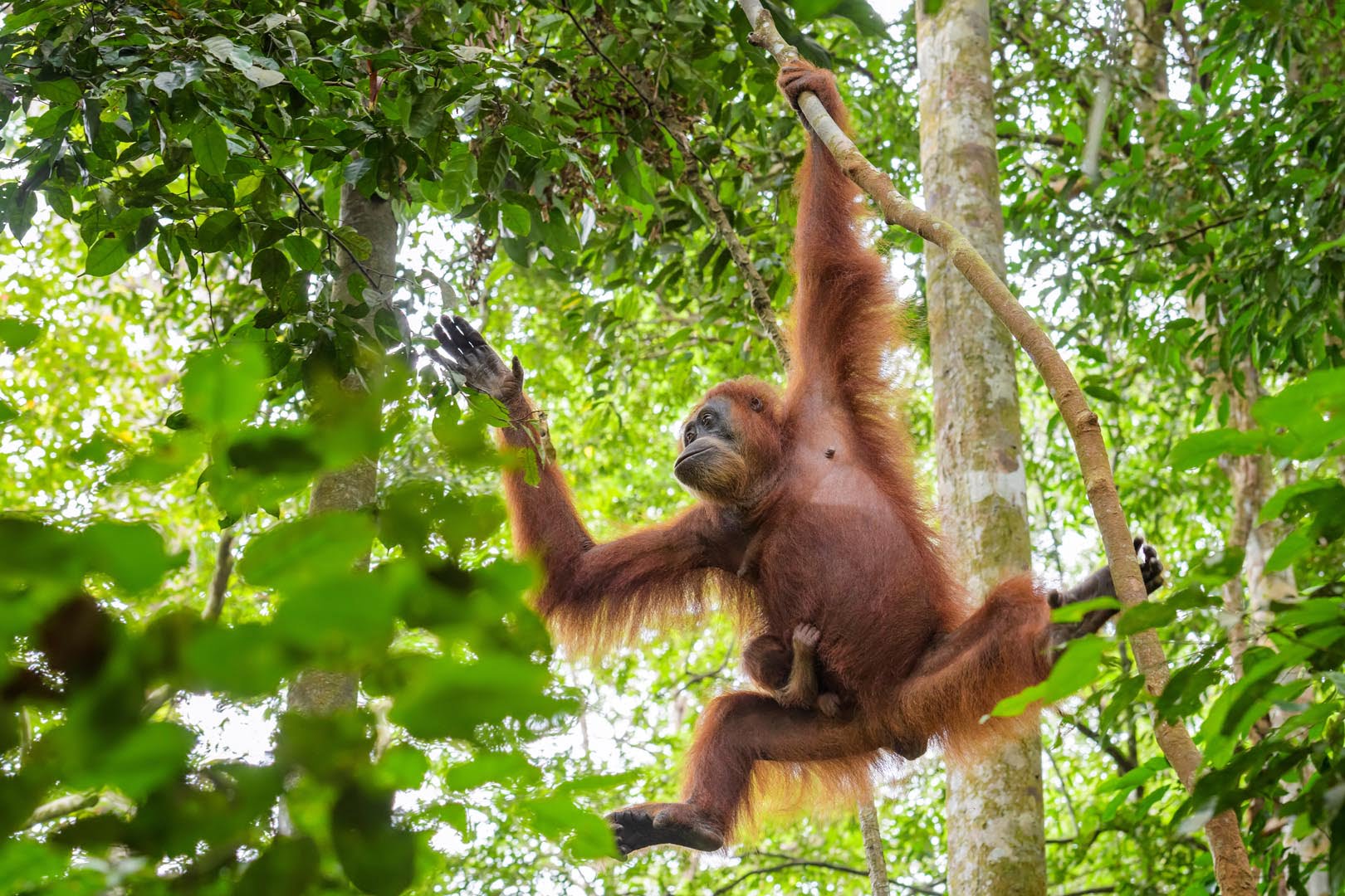 Borneo Archives - Back Track Adventures