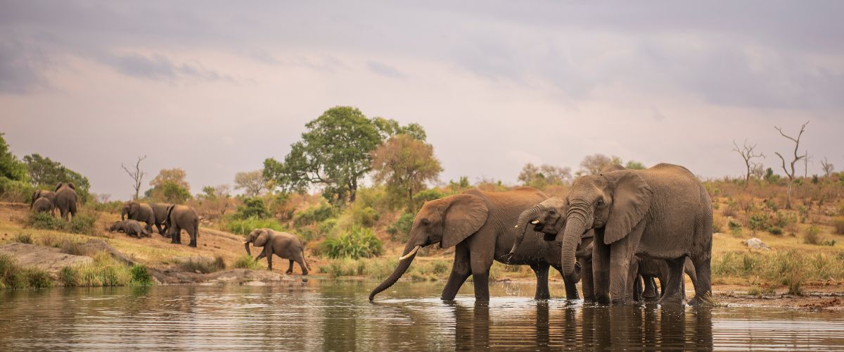 South Africa Safari